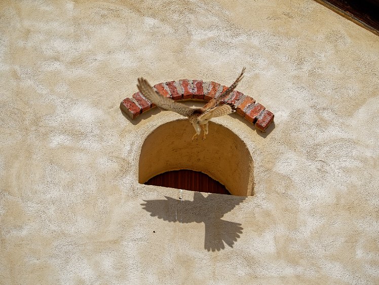 Kestel in the Vosges